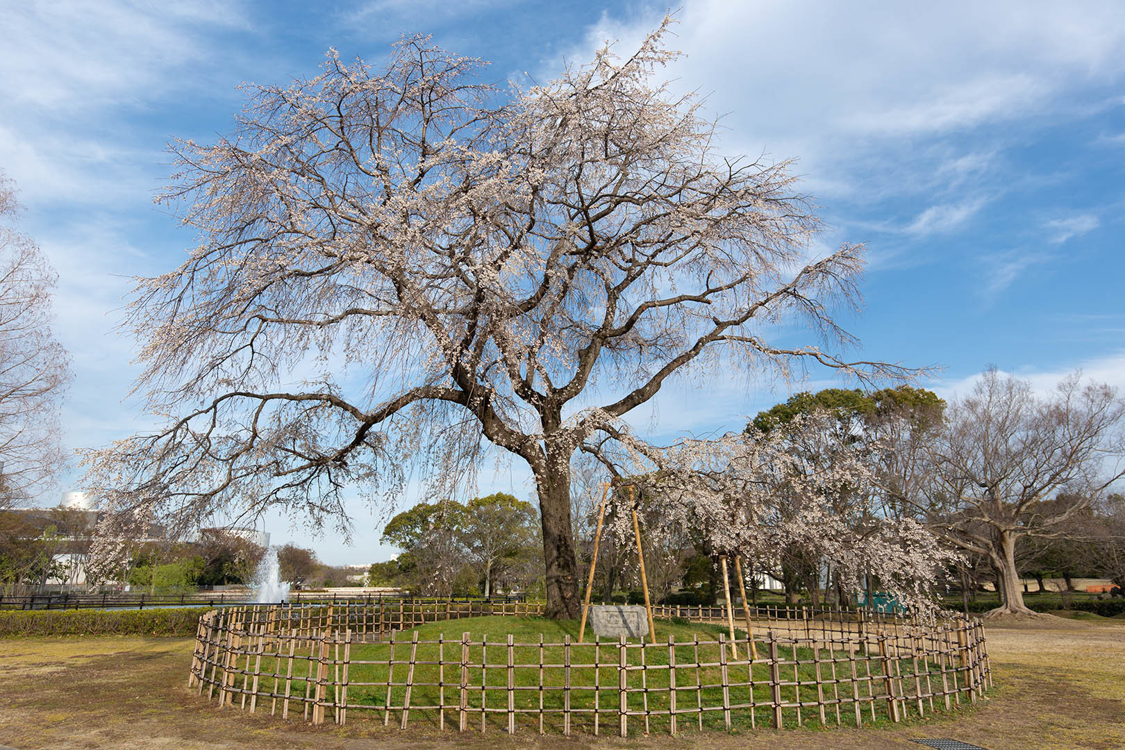 桜 万博公園_a0003166_12130397.jpg