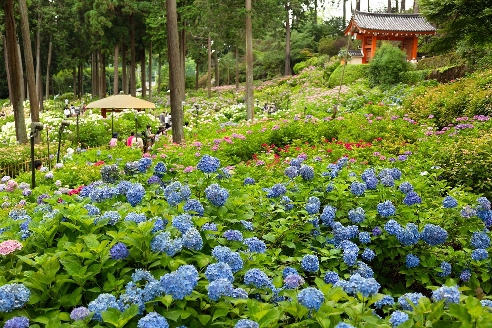 アジサイ（三室戸寺）_a0003166_12133318.jpg