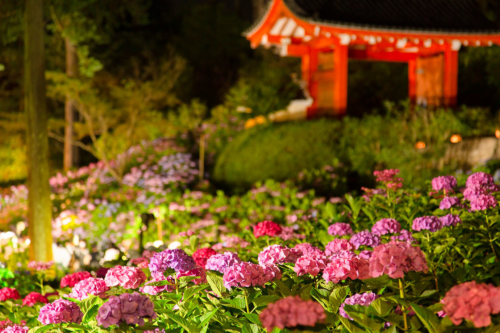 三室戸寺　アジサイ　ライトアップ_a0003166_12133982.jpg
