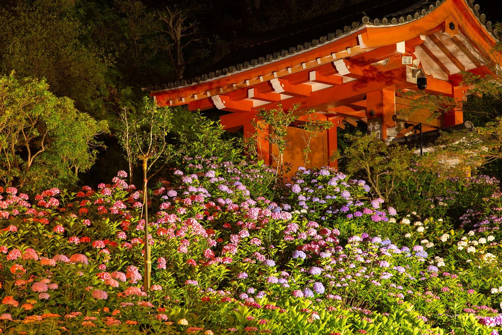 三室戸寺　アジサイ　ライトアップ_a0003166_12134019.jpg