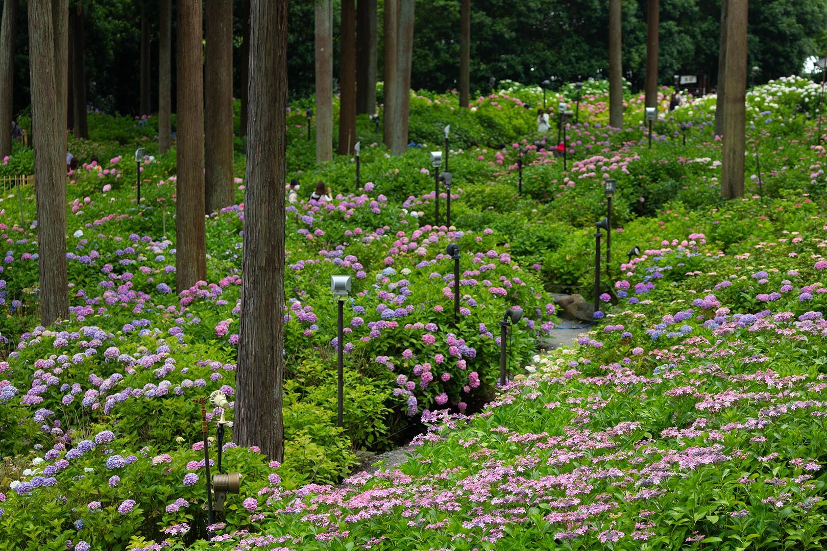 アジサイ（三室戸寺）_a0003166_12134744.jpg