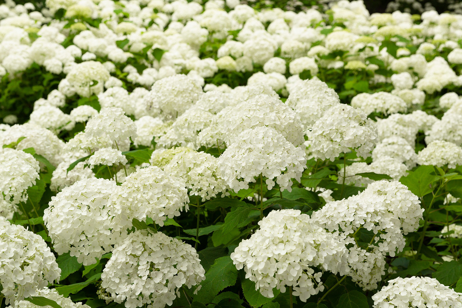 神戸森林植物園　アジサイ　アナベル_a0003166_12162950.jpg