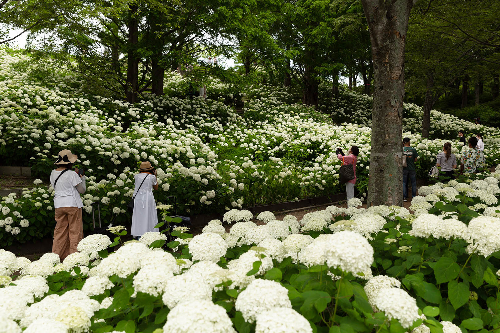神戸森林植物園　アジサイ　アナベル_a0003166_12162958.jpg