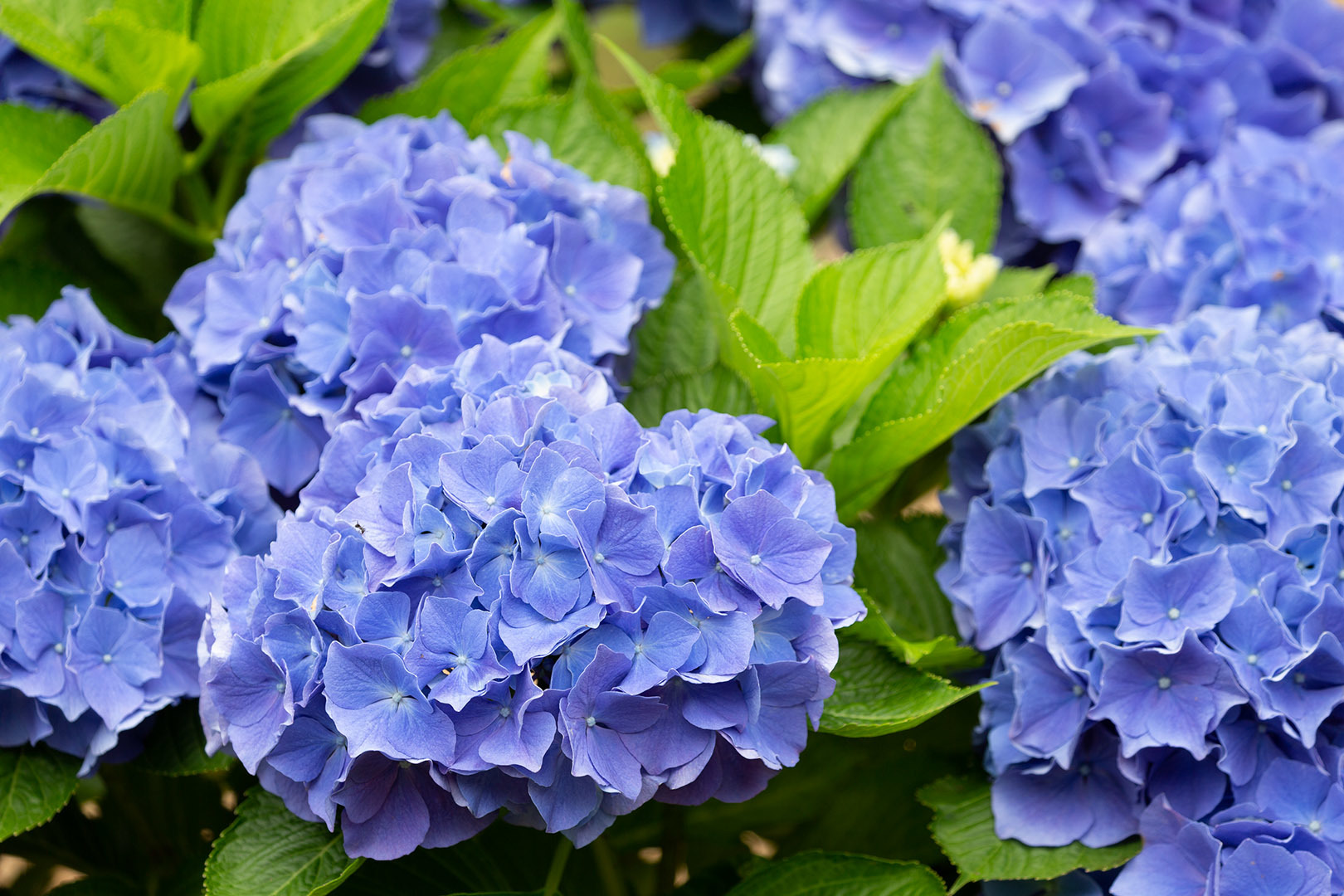 アジサイ（神戸森林植物園）_a0003166_12172322.jpg