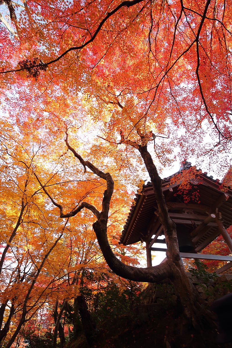 常寂光寺 紅葉_a0003166_12185582.jpg