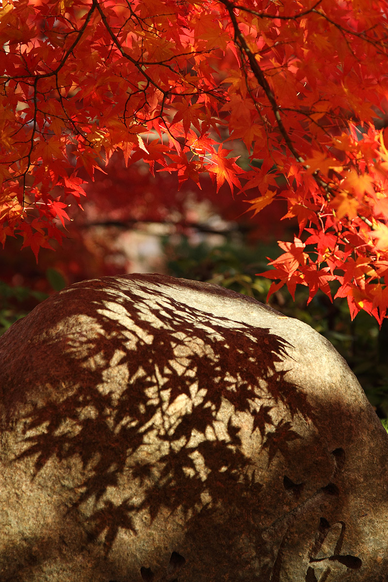 常寂光寺 紅葉_a0003166_121858100.jpg