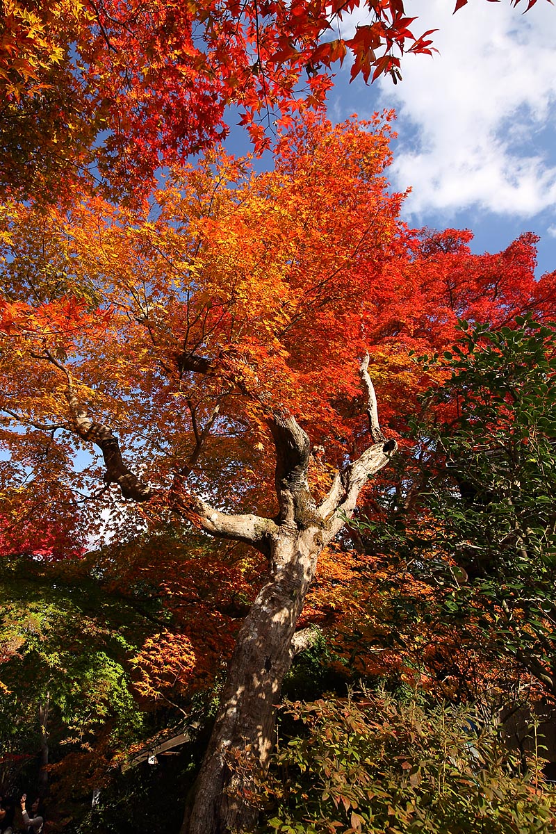 常寂光寺 紅葉_a0003166_1219048.jpg