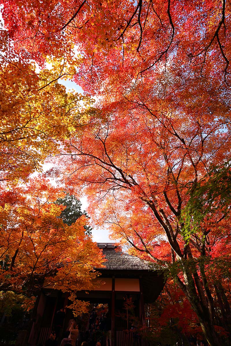 常寂光寺 紅葉_a0003166_1219346.jpg