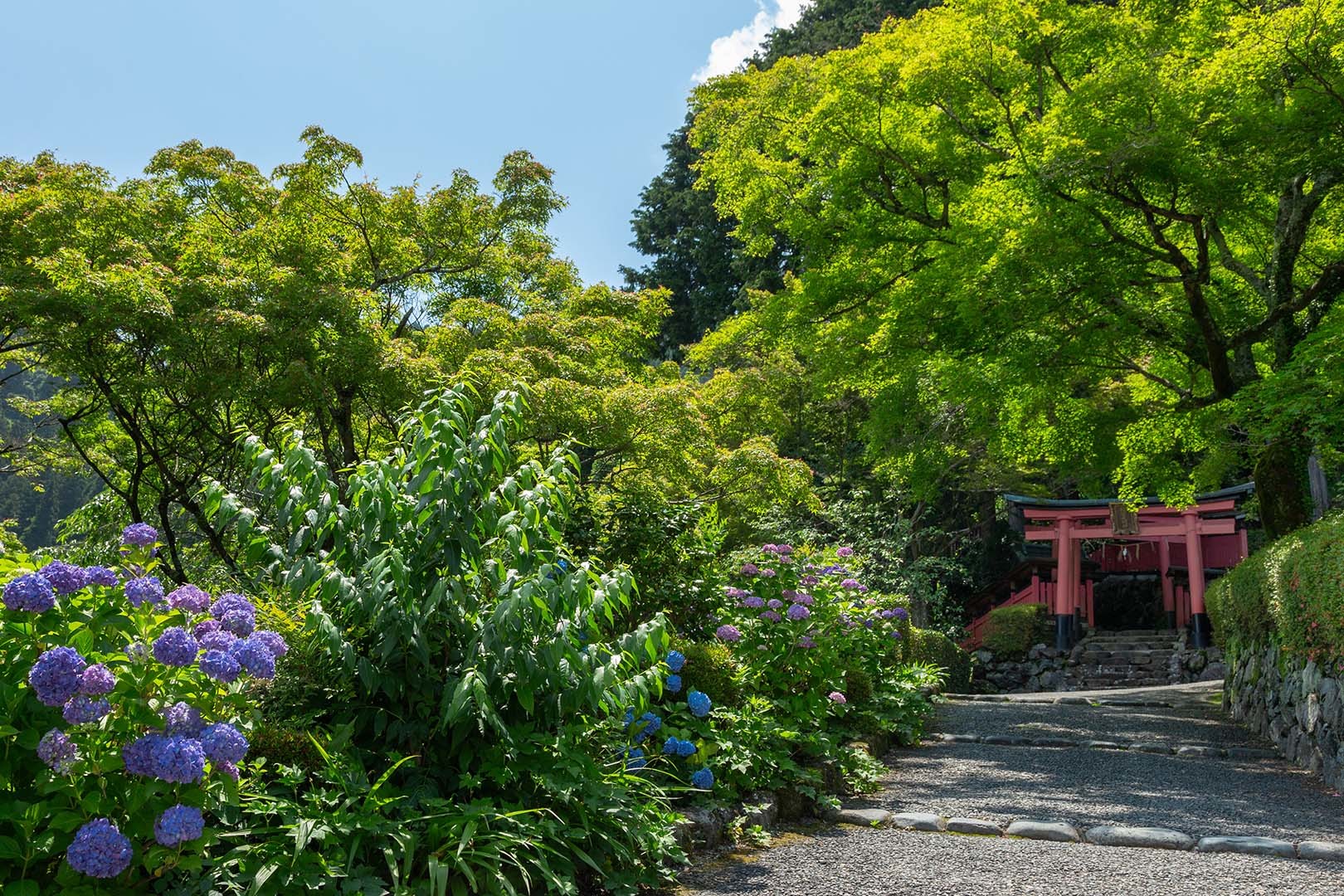 アジサイ、善峯寺_a0003166_12213877.jpg