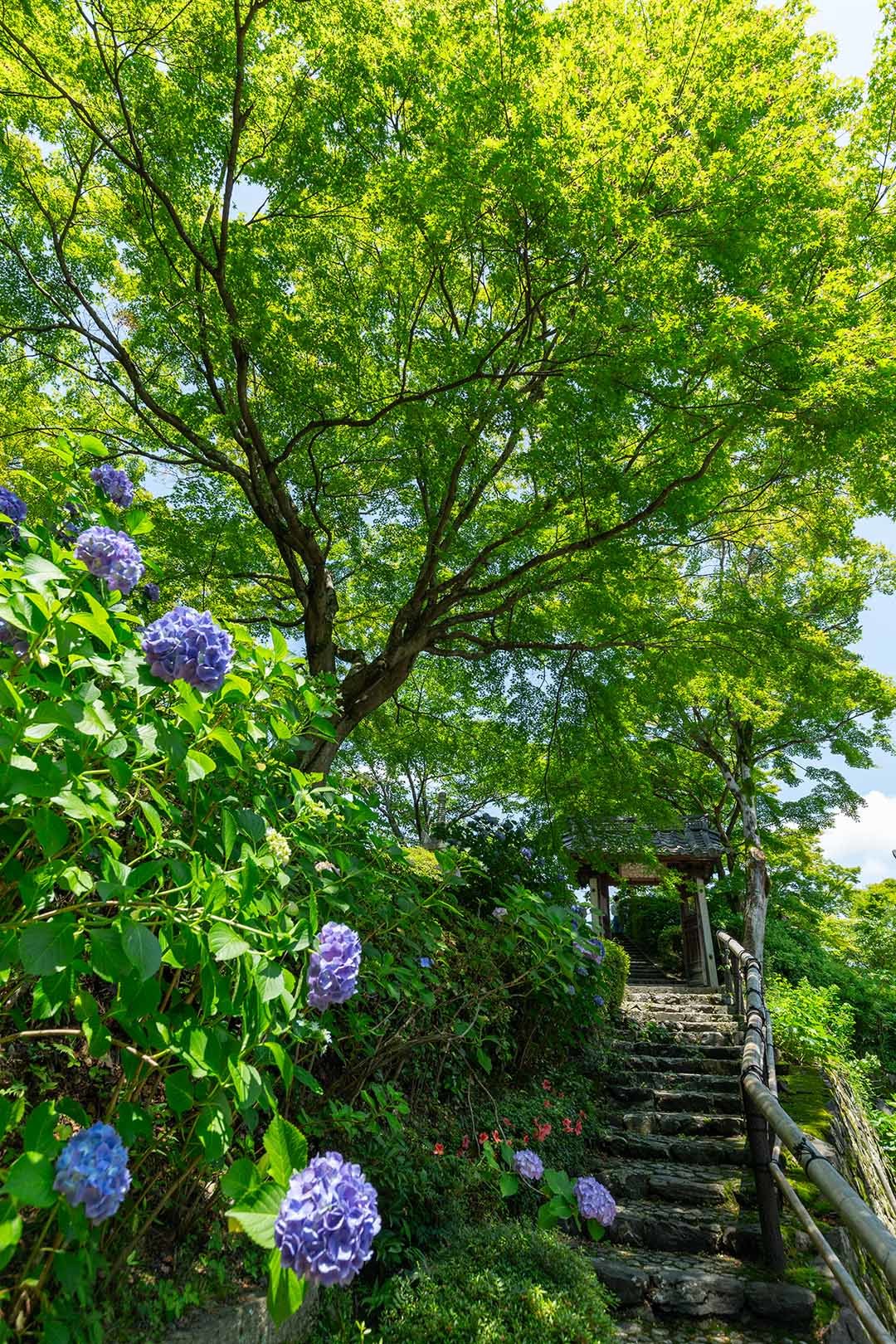 アジサイ、善峯寺_a0003166_12220183.jpg