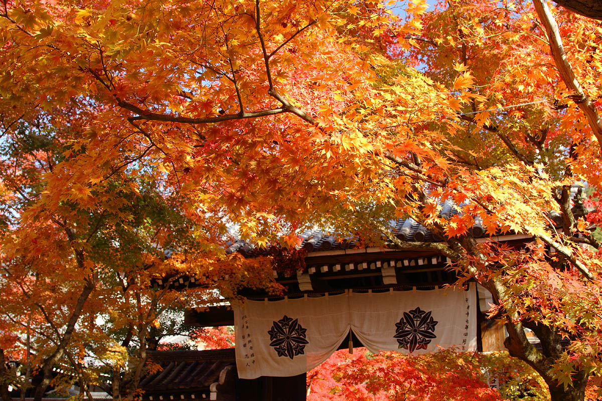 永観堂_a0003166_1222910.jpg