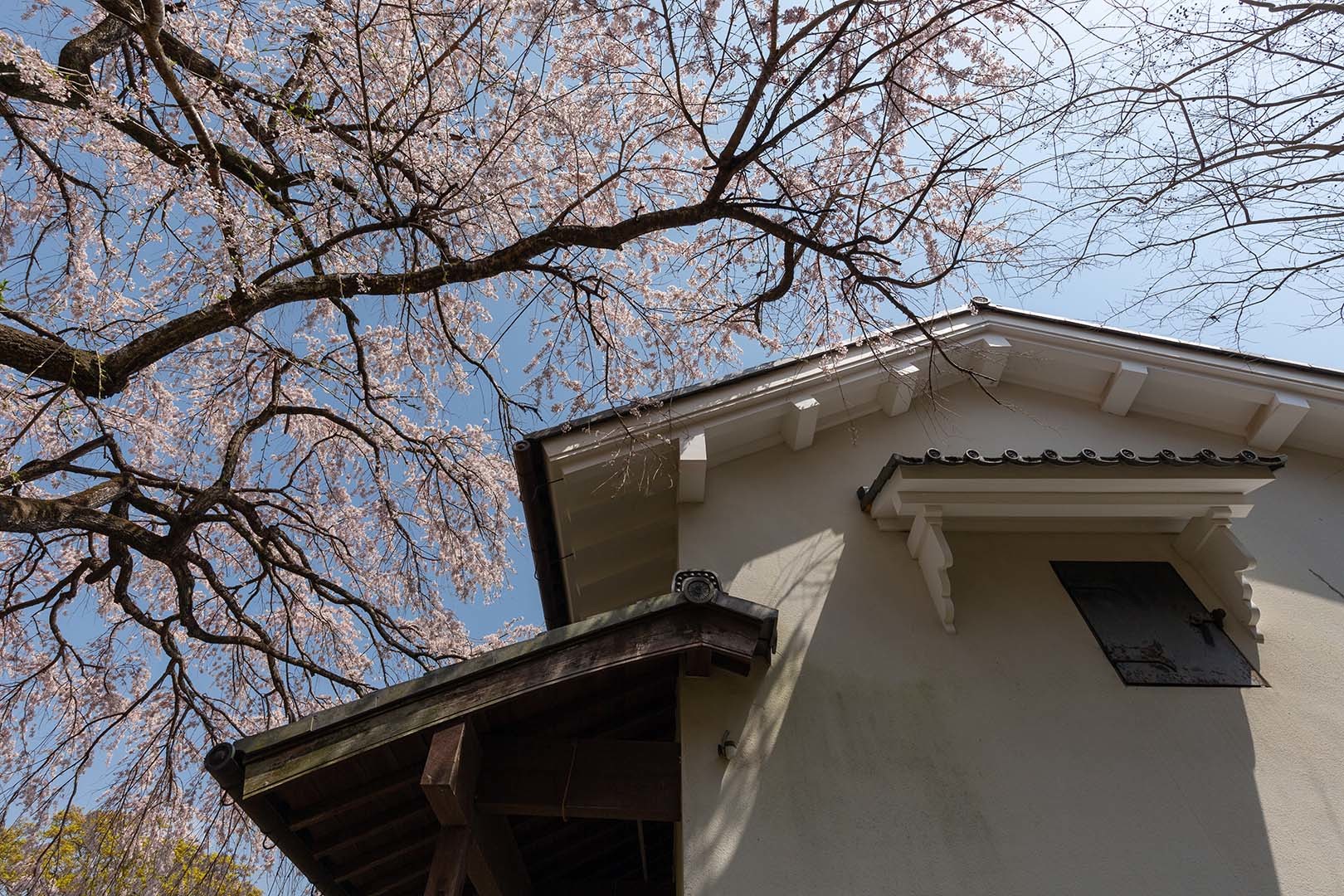 桜 常寂光寺_a0003166_12231312.jpg