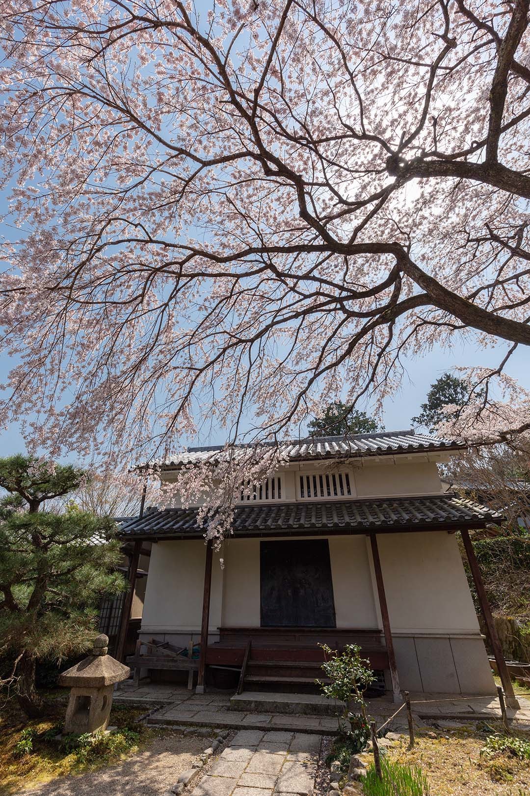 桜 常寂光寺_a0003166_12231423.jpg