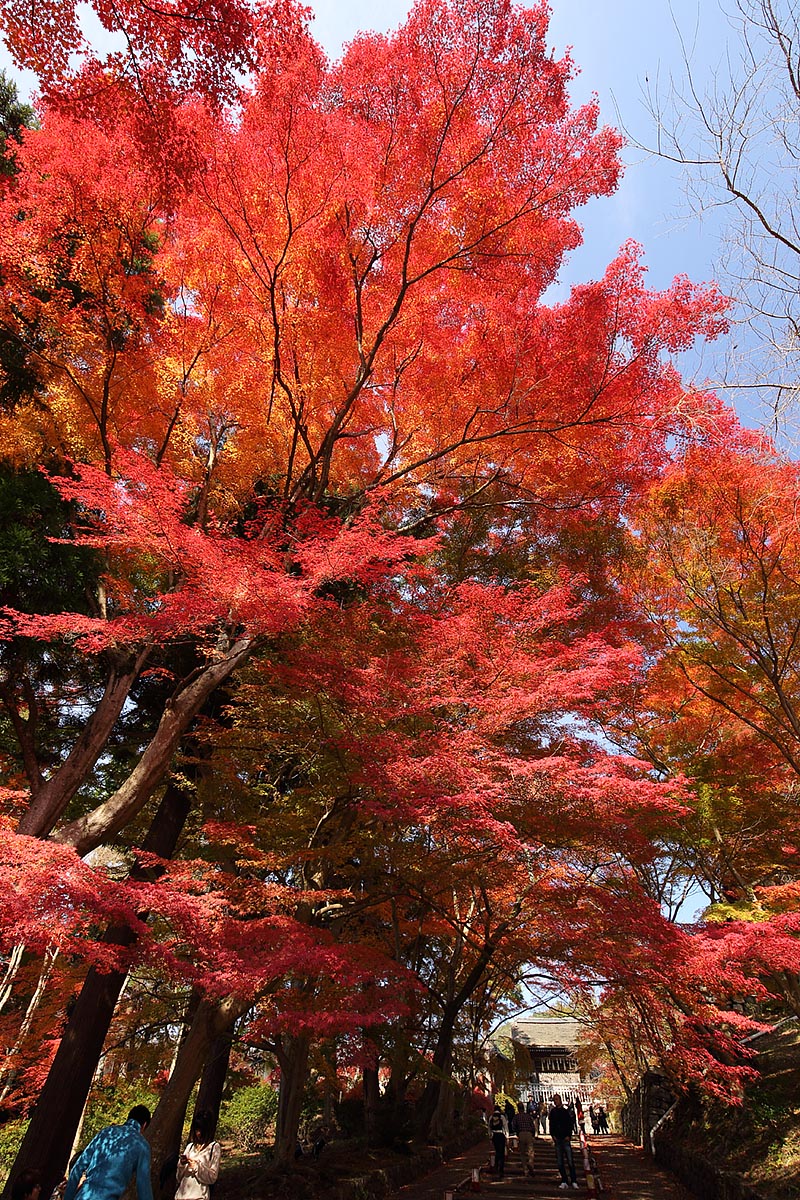 毘沙門天 紅葉_a0003166_12231533.jpg