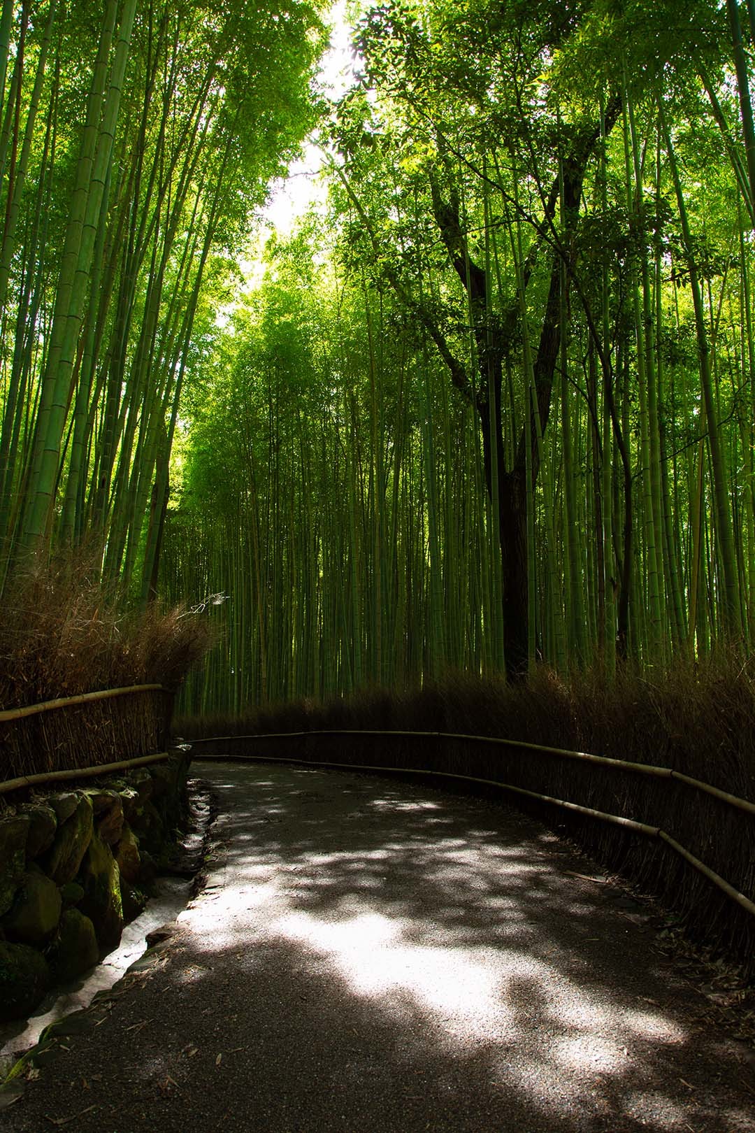 嵐山　竹林など_a0003166_12235295.jpg