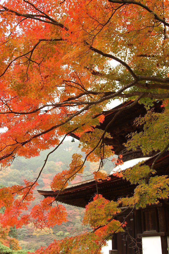 紅葉　（善峯寺、神戸市立森林植物園）_a0003166_1223592.jpg