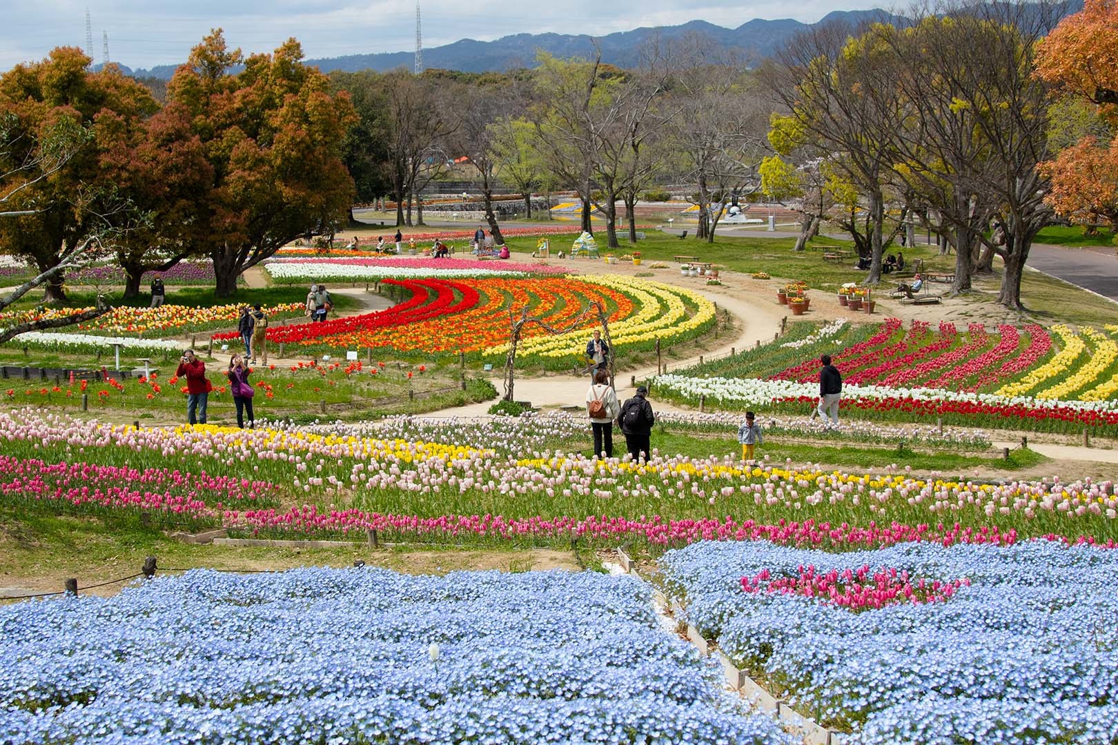 万博公園　チューリップ　その１_a0003166_12241403.jpg