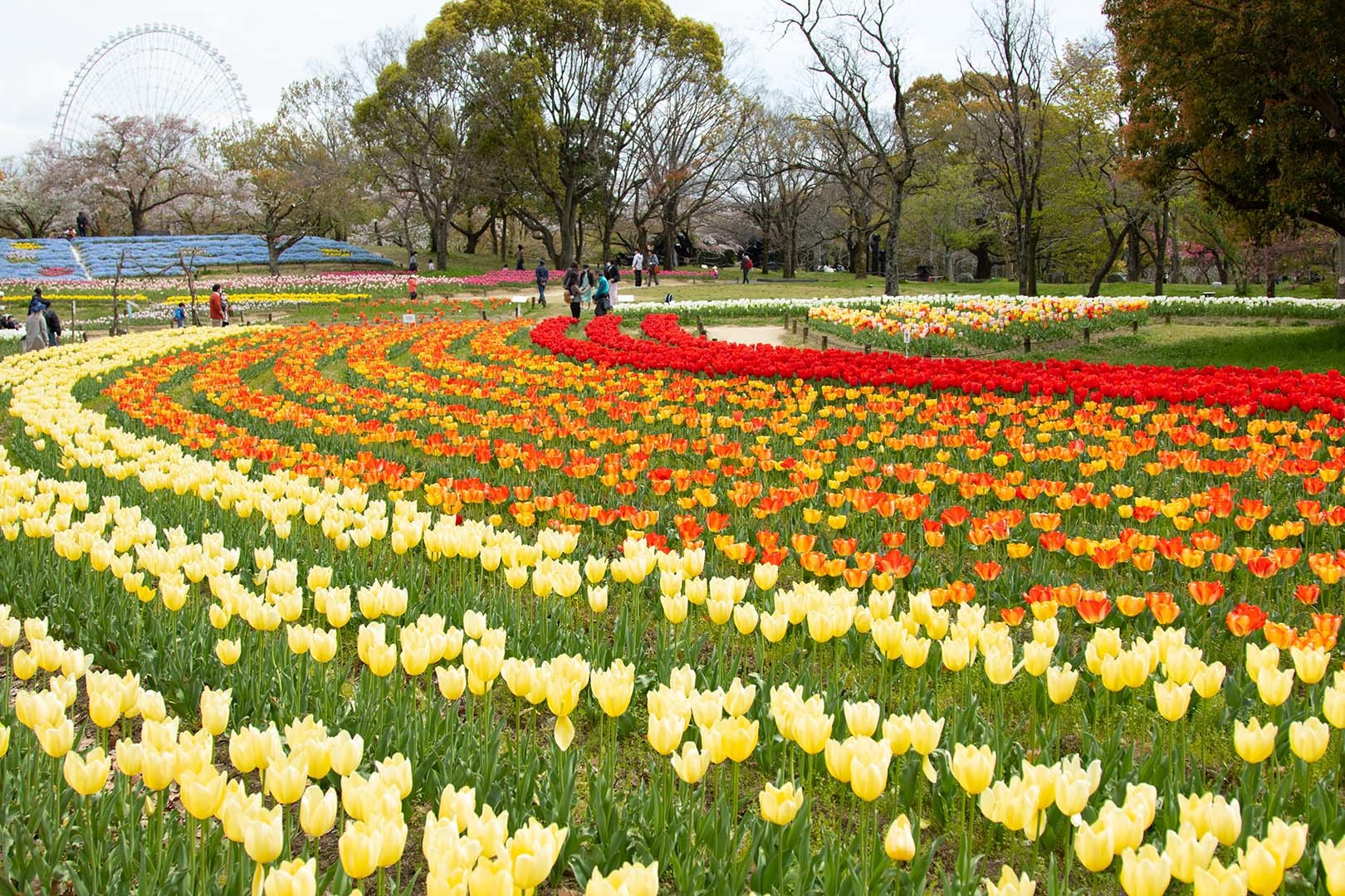 万博公園　チューリップ　その１_a0003166_12241425.jpg