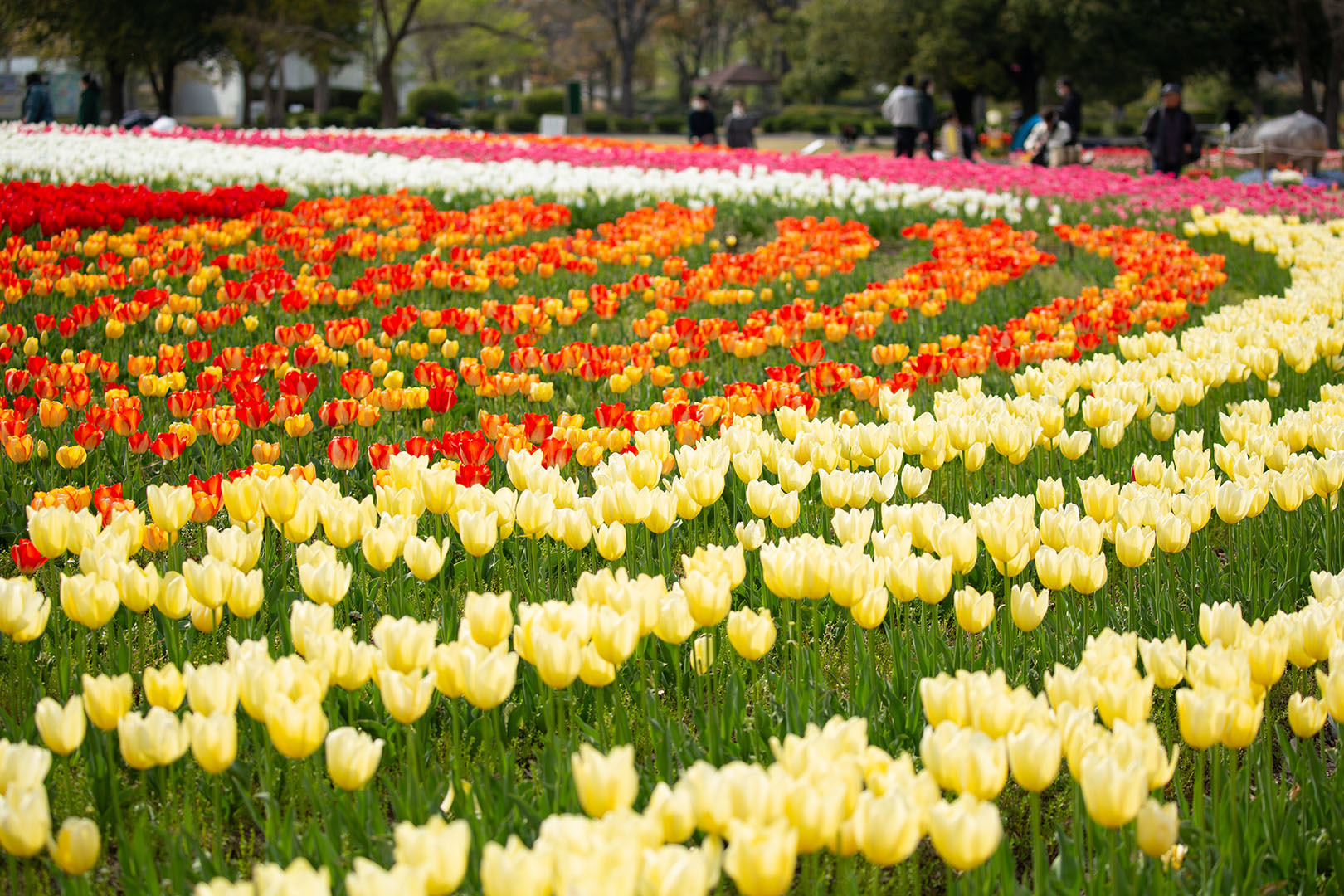 万博公園　チューリップ　その１_a0003166_12241478.jpg