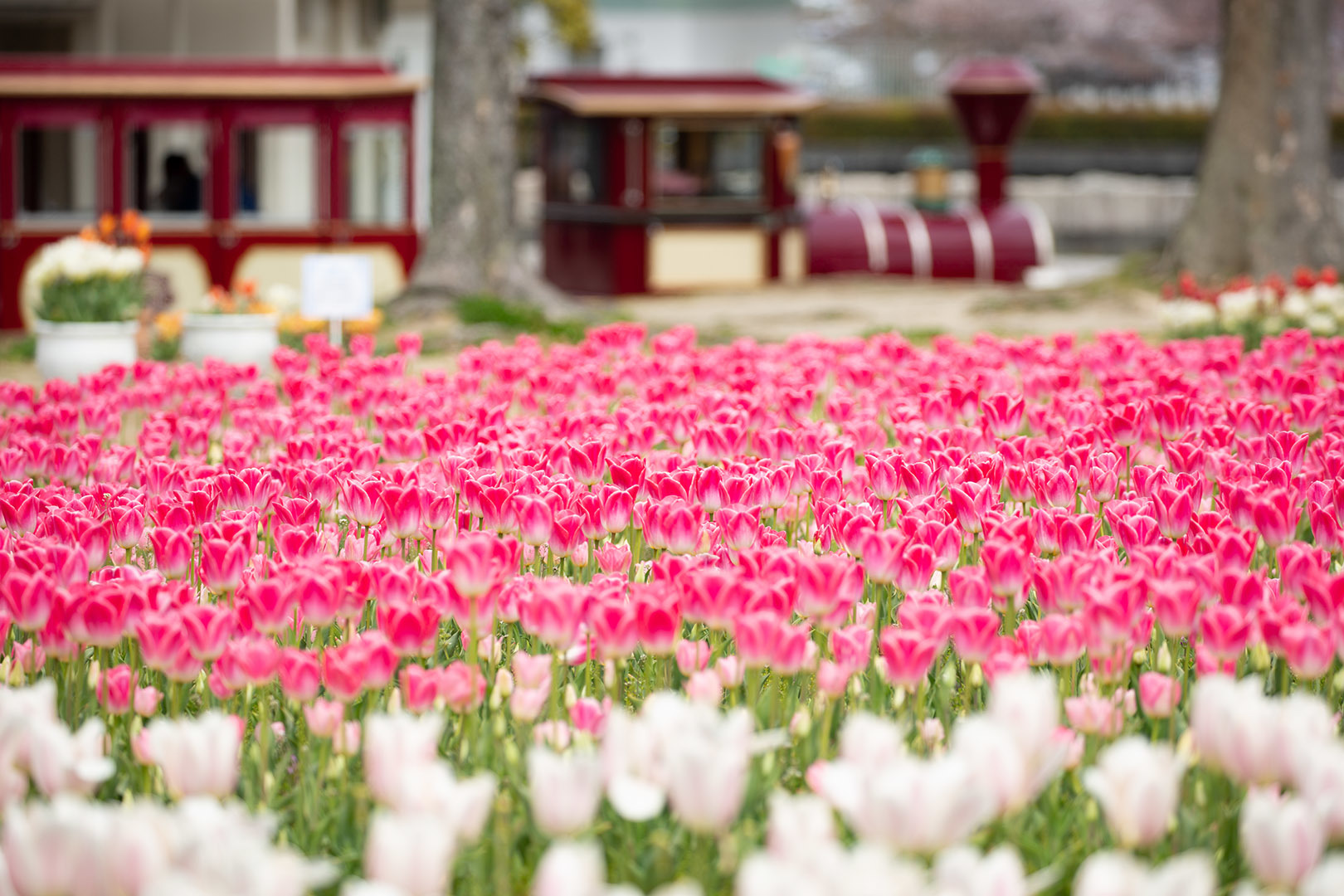 万博公園チューリップ　その３_a0003166_12270505.jpg