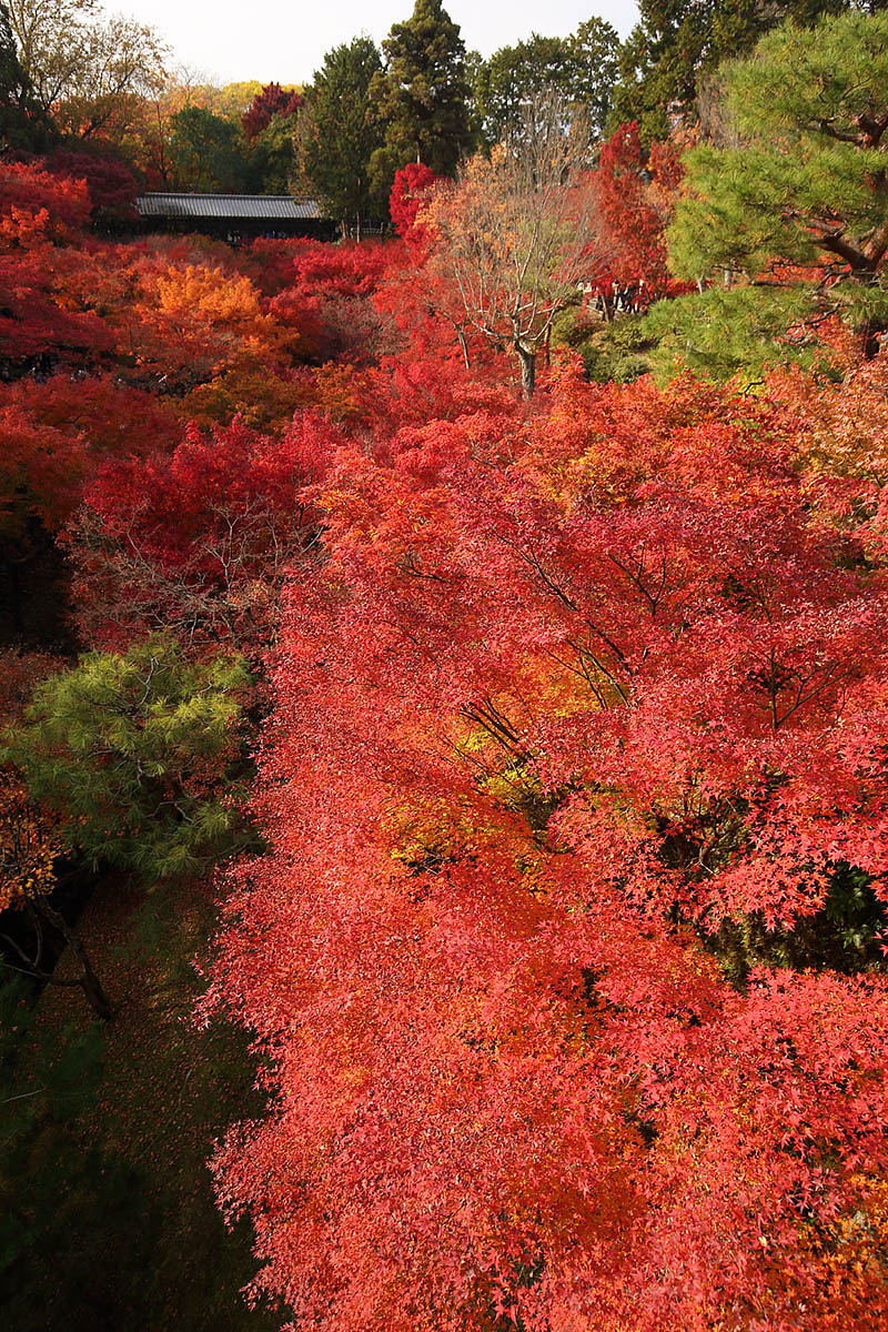 東福寺 紅葉_a0003166_12282591.jpg