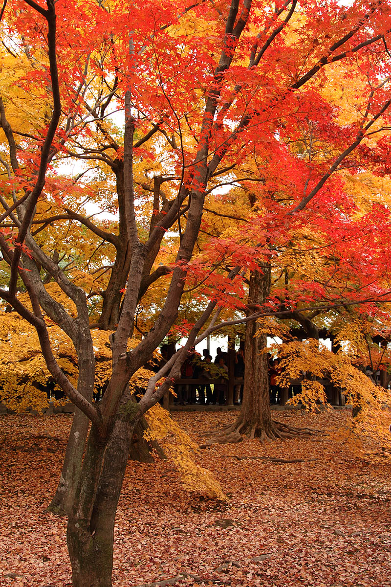 東福寺 紅葉_a0003166_12282810.jpg