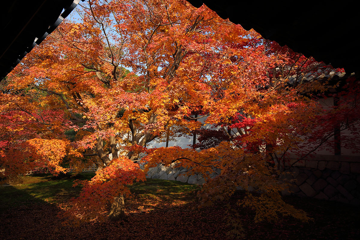 東福寺 紅葉_a0003166_12283134.jpg