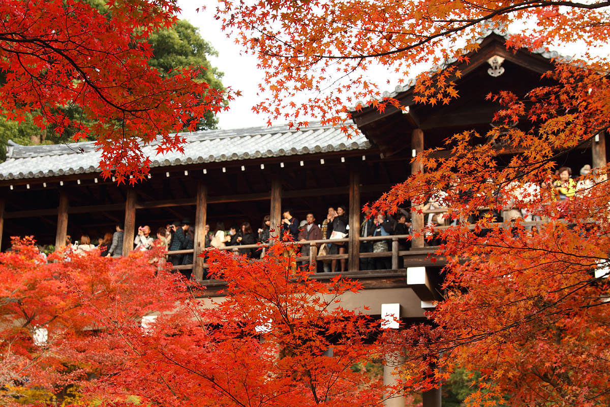 東福寺 紅葉_a0003166_12283586.jpg