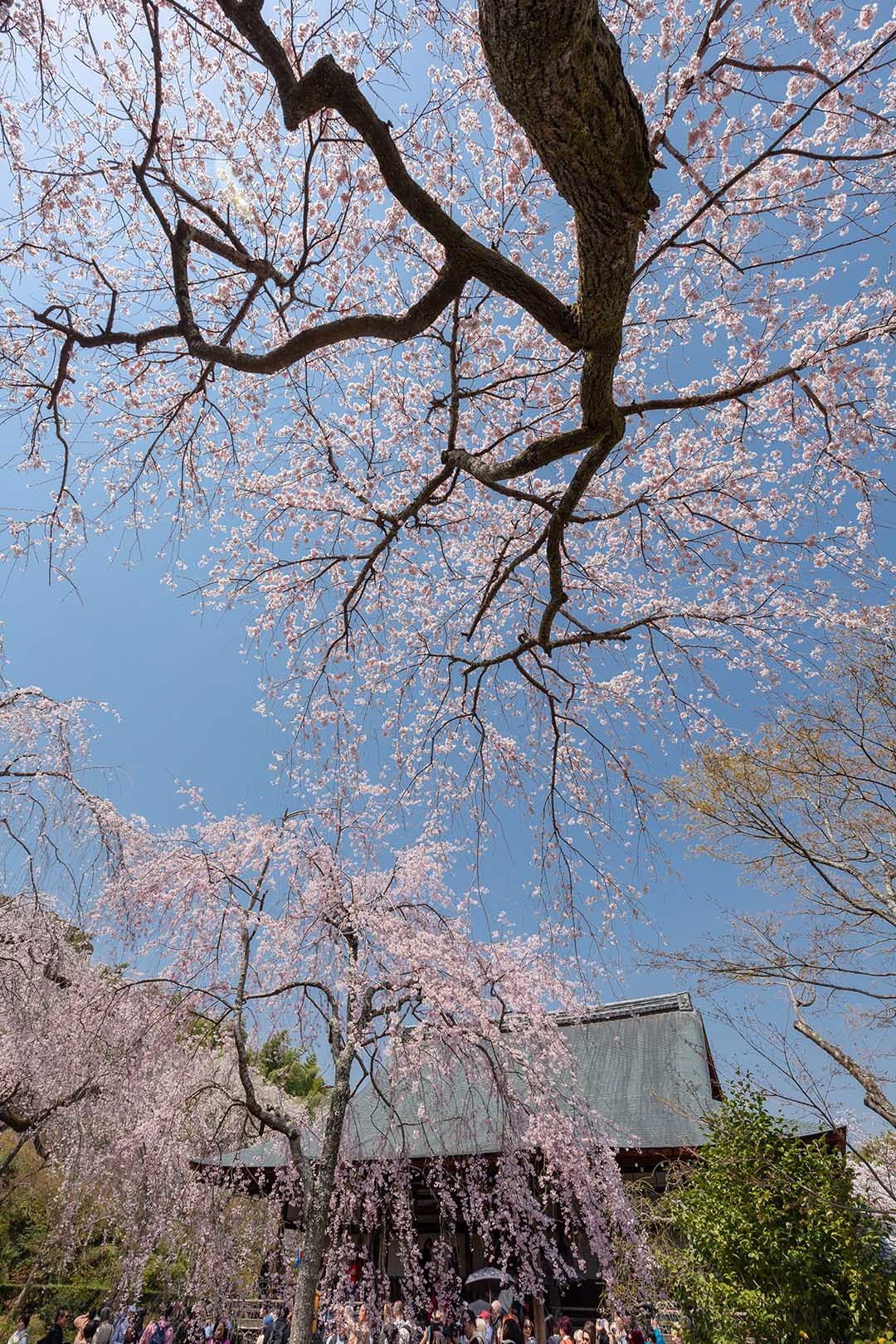 桜 天龍寺_a0003166_12333346.jpg