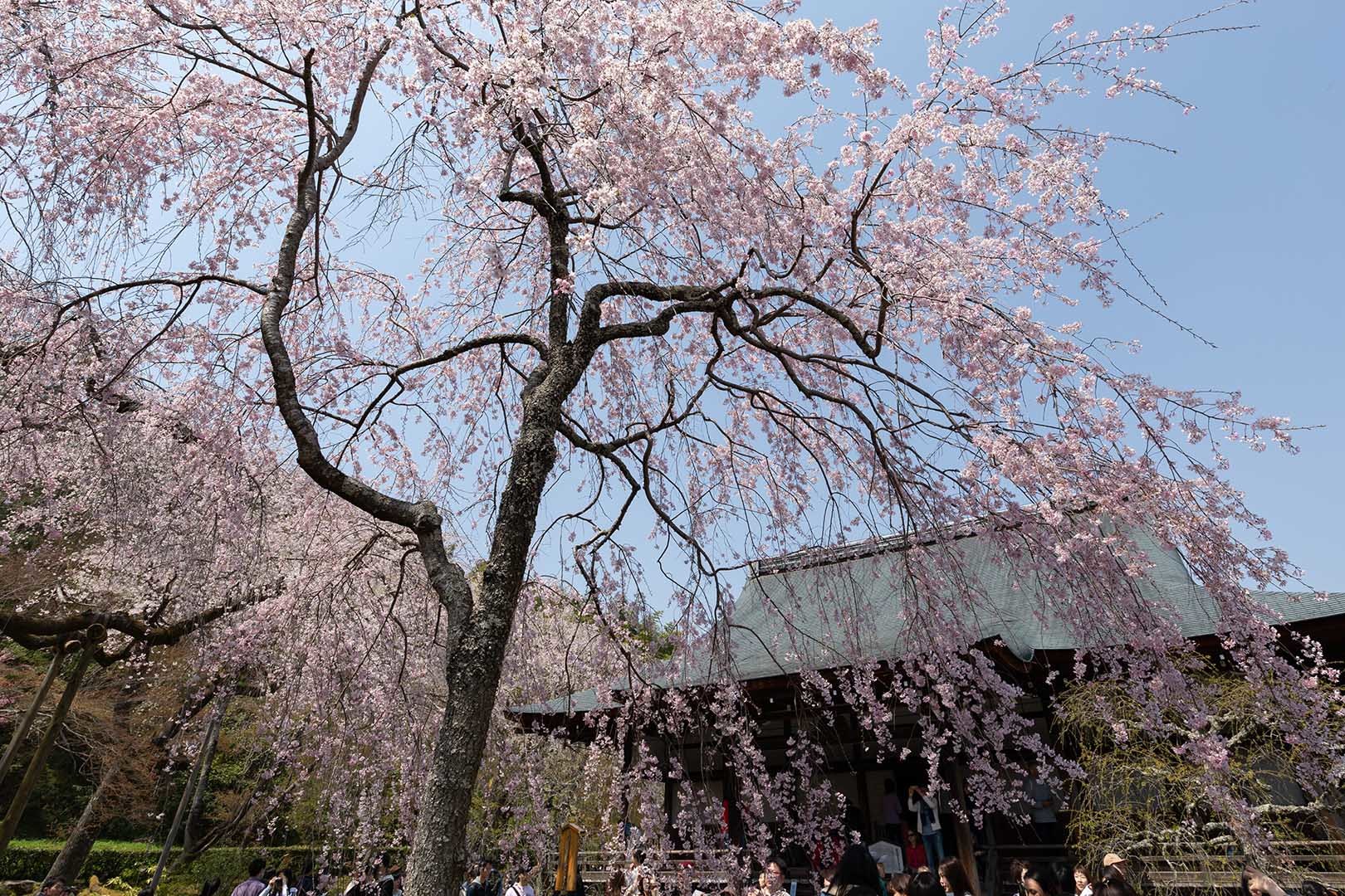桜 天龍寺_a0003166_12333355.jpg