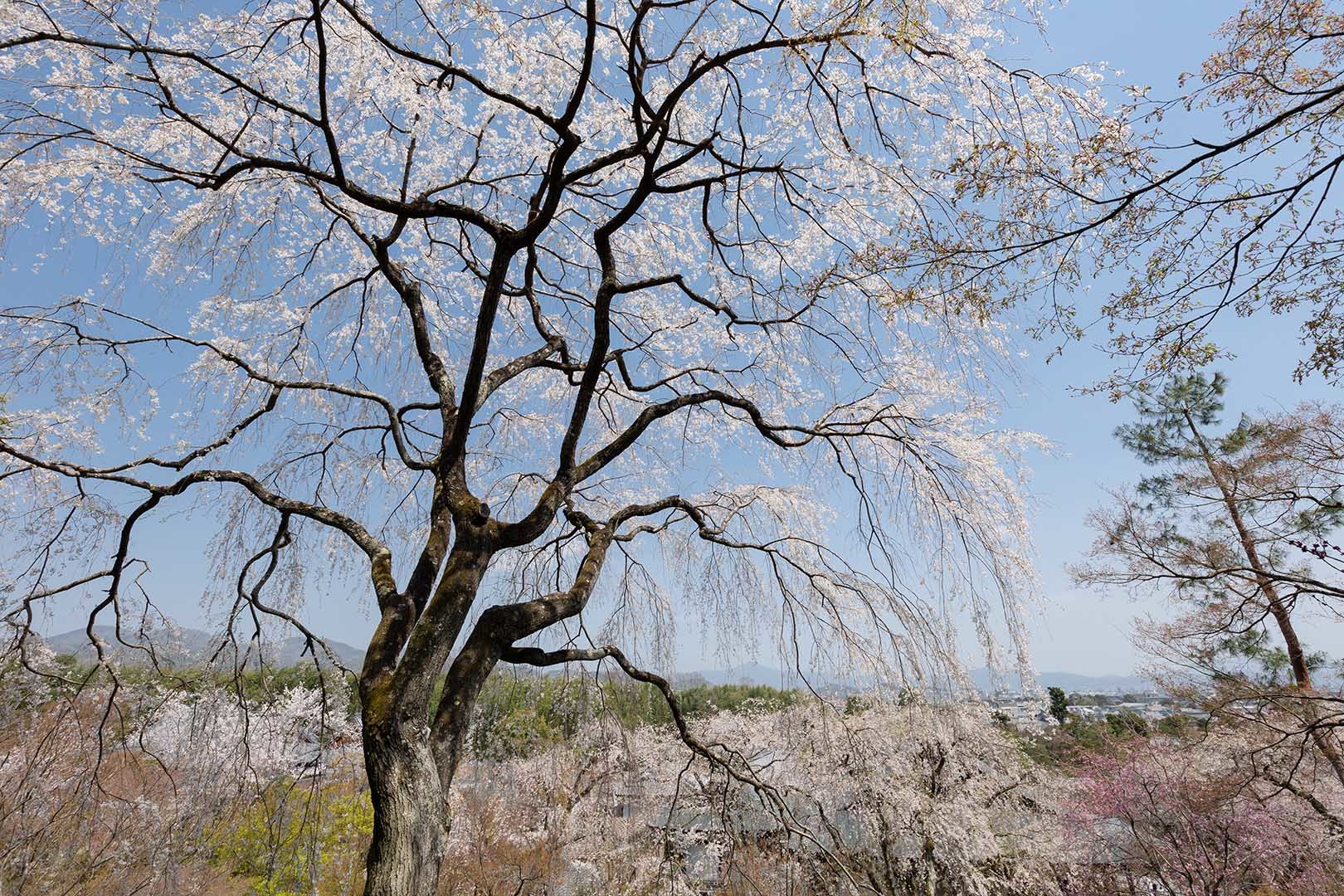 桜 天龍寺_a0003166_12333378.jpg