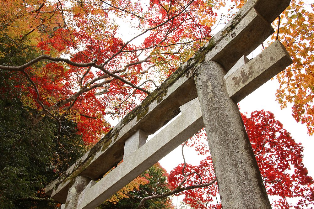 箕面の紅葉_a0003166_1236221.jpg