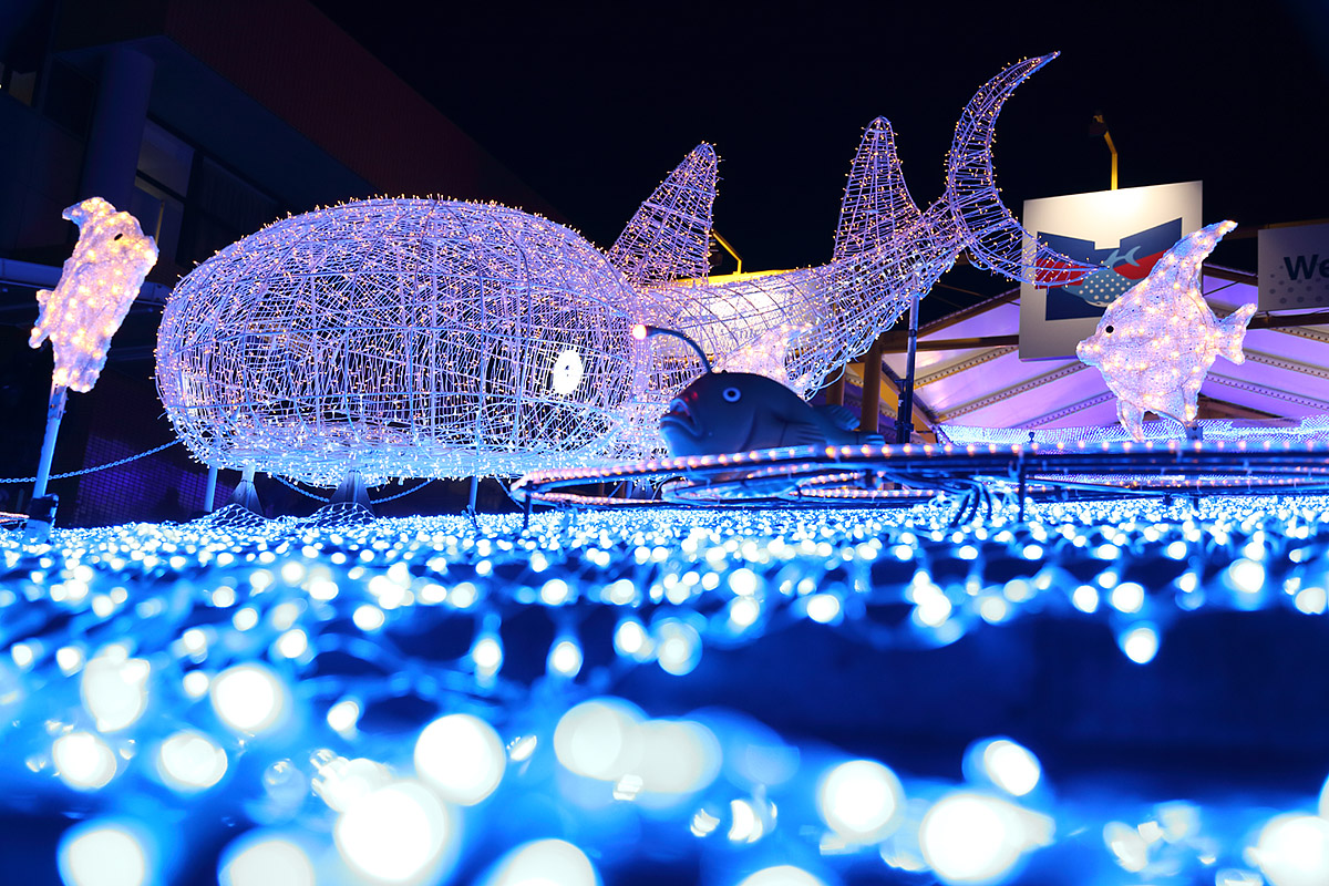 海遊館 イルミネーション_a0003166_12375051.jpg