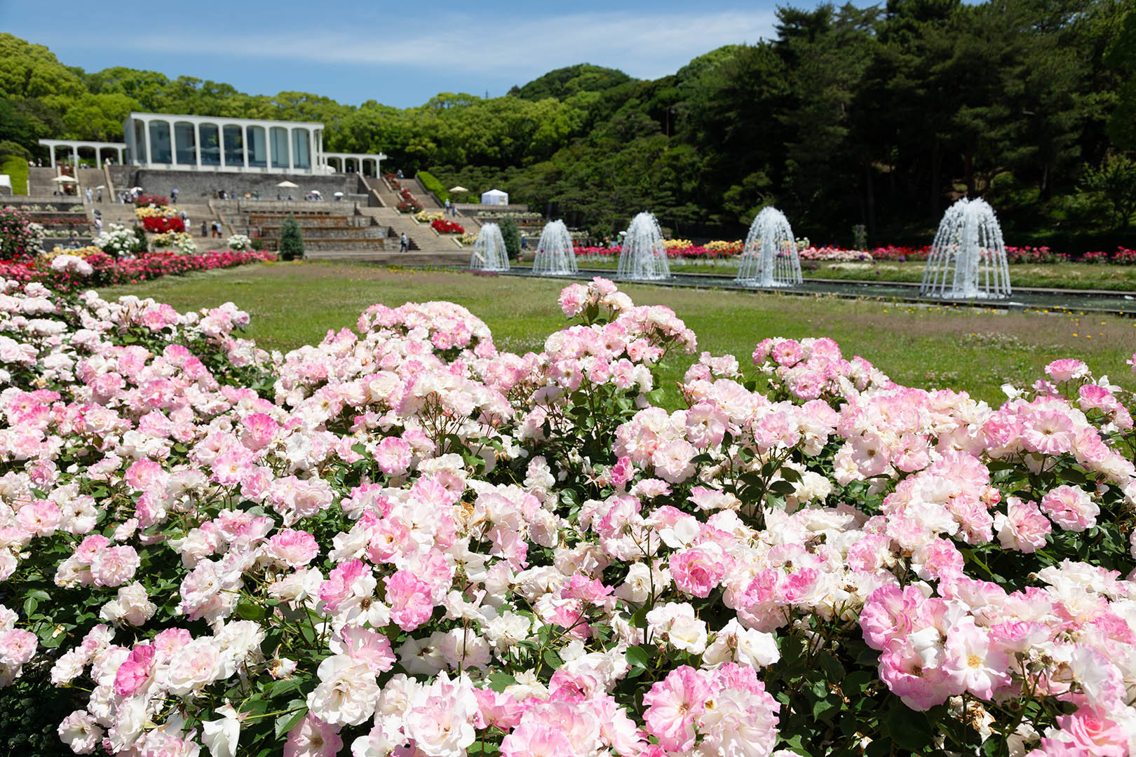 バラ（須磨離宮公園）_a0003166_12401551.jpg