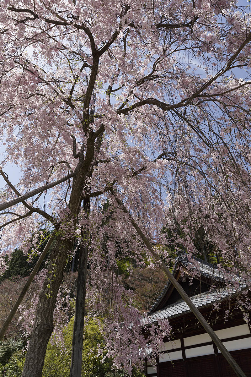 桜　（善峯寺）_a0003166_12402015.jpg