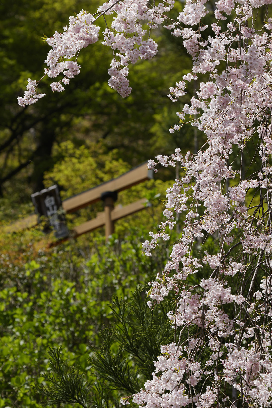 桜　（善峯寺）_a0003166_12402173.jpg