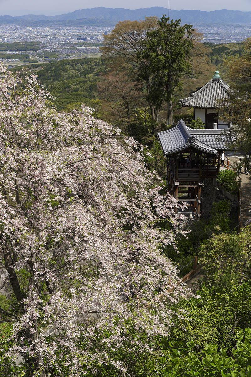 桜　（善峯寺）_a0003166_12402185.jpg