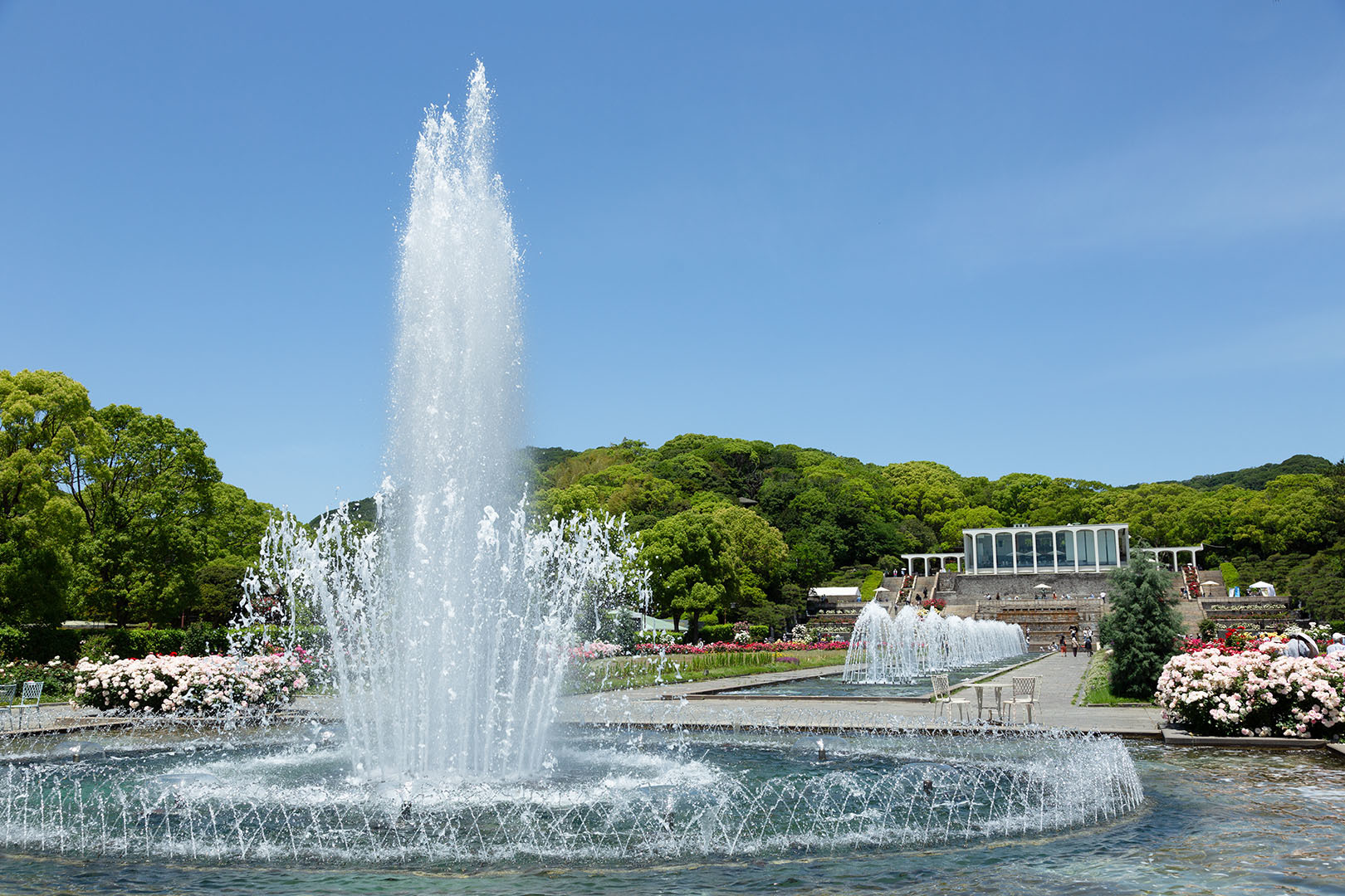 バラ（須磨離宮公園）_a0003166_12410246.jpg