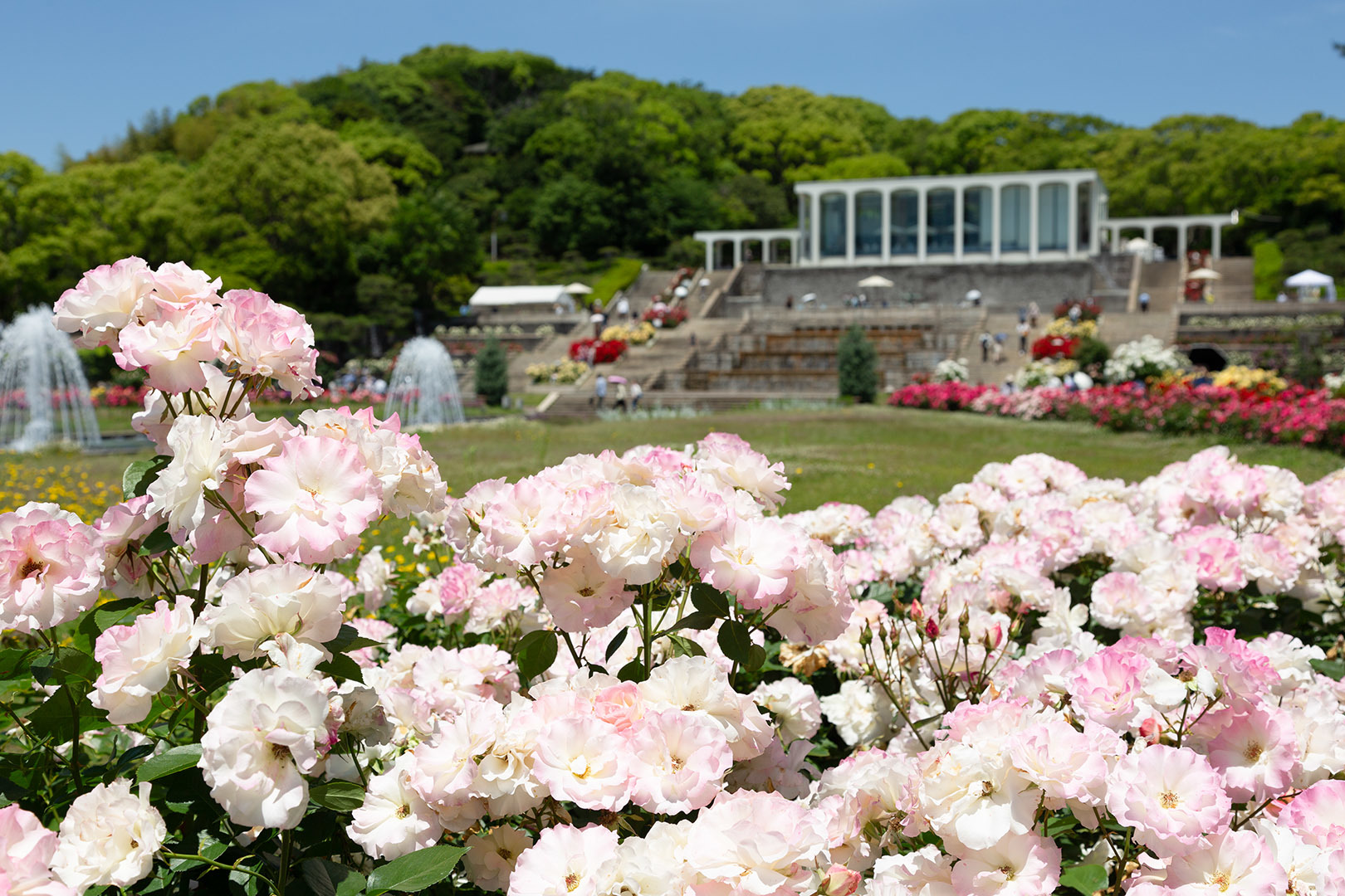 バラ（須磨離宮公園）_a0003166_12413407.jpg