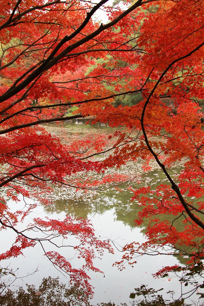 紅葉　（善峯寺、神戸市立森林植物園）_a0003166_1242564.jpg