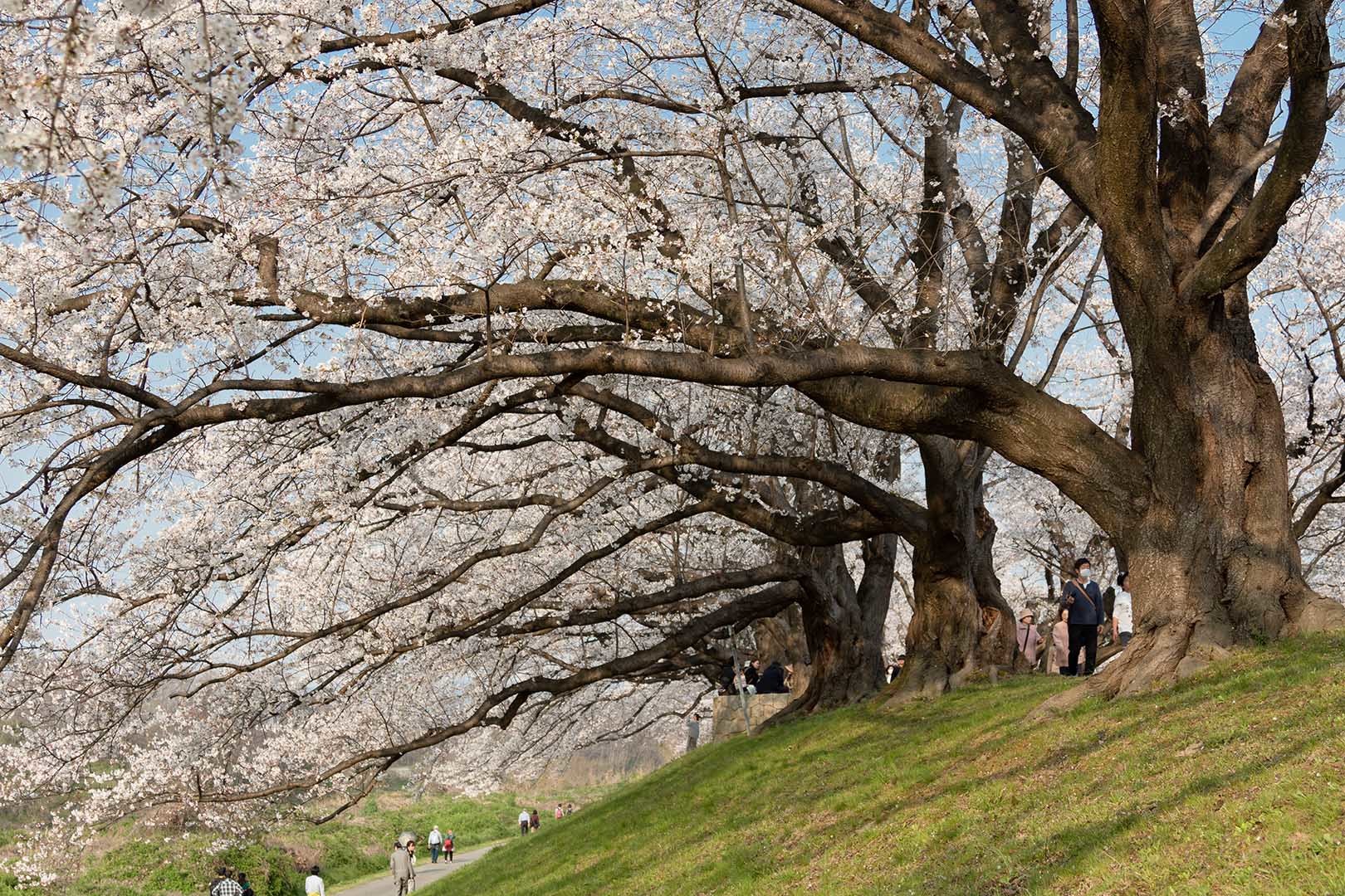 桜 背割堤_a0003166_12431818.jpg