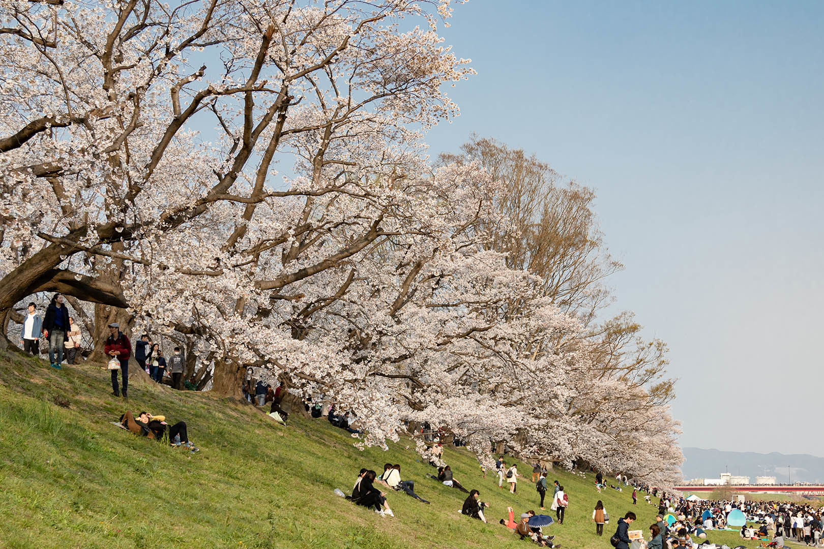 桜 背割堤_a0003166_12431875.jpg