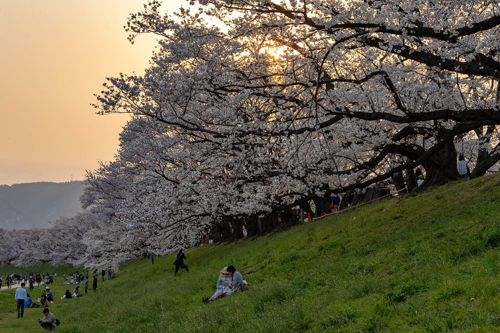 桜 背割堤_a0003166_12431878.jpg