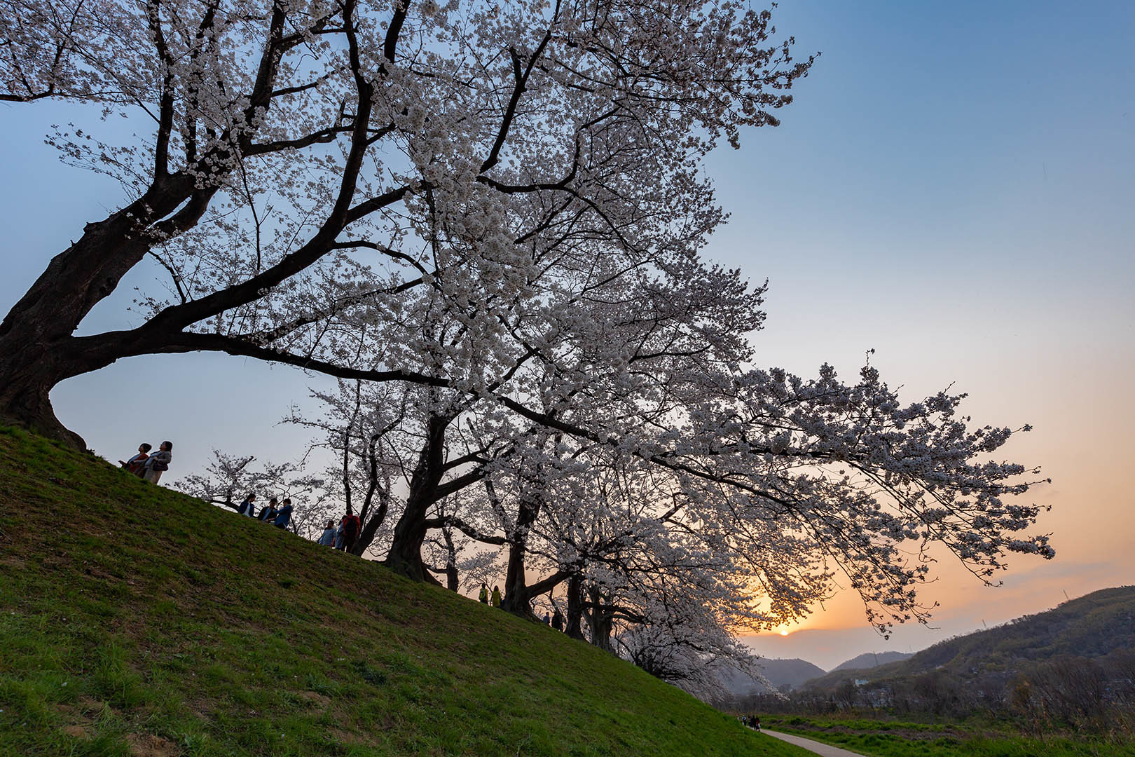 桜 背割堤_a0003166_12431893.jpg
