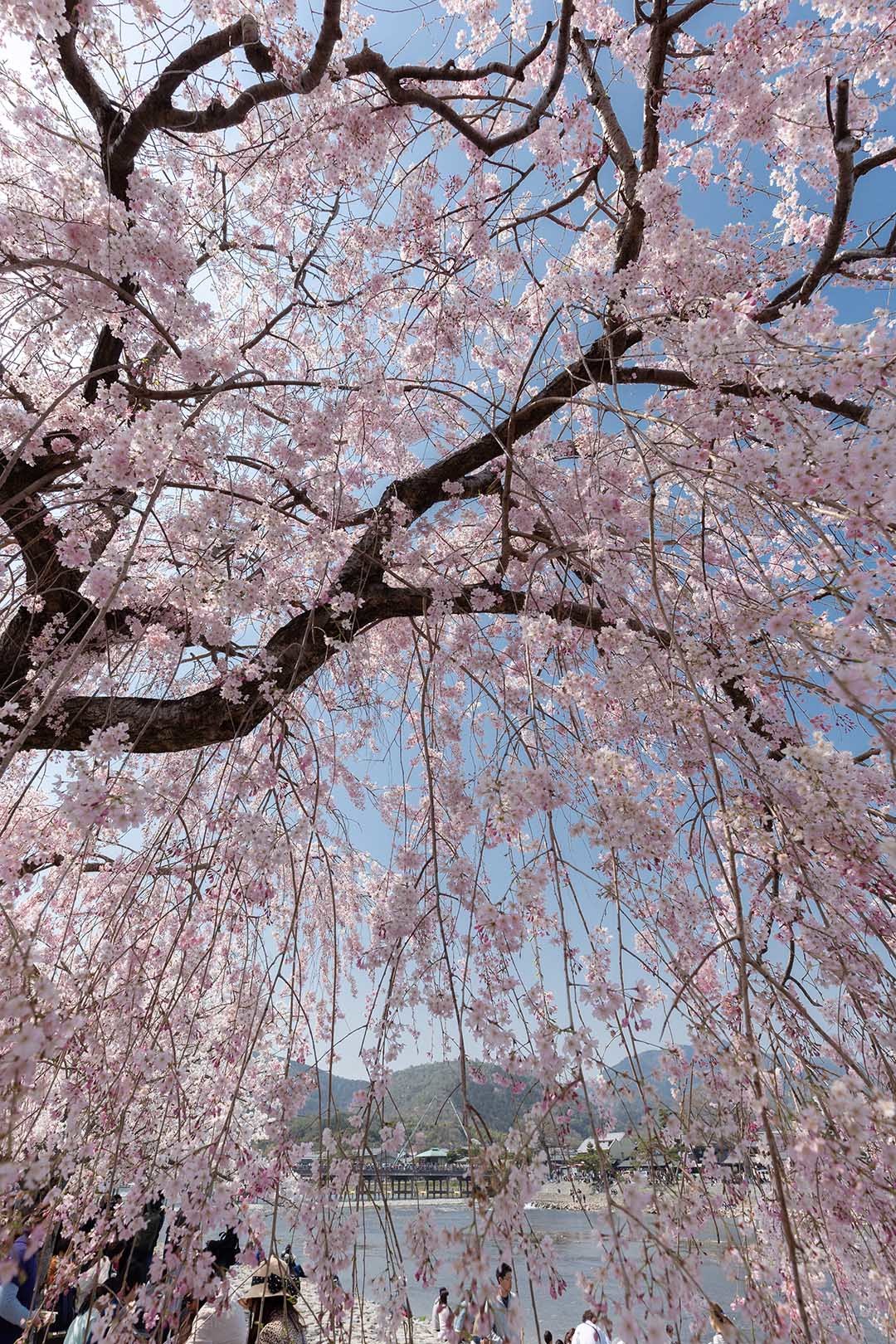 桜 嵐山_a0003166_12444418.jpg