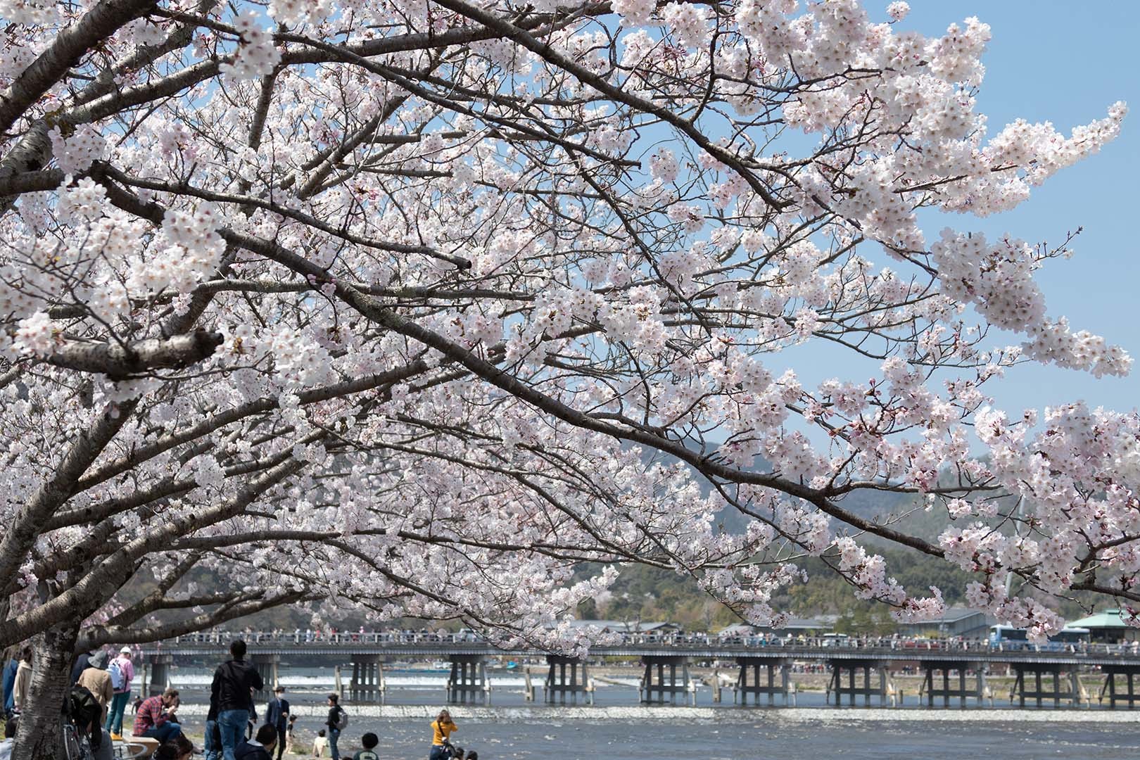桜 嵐山_a0003166_12444482.jpg
