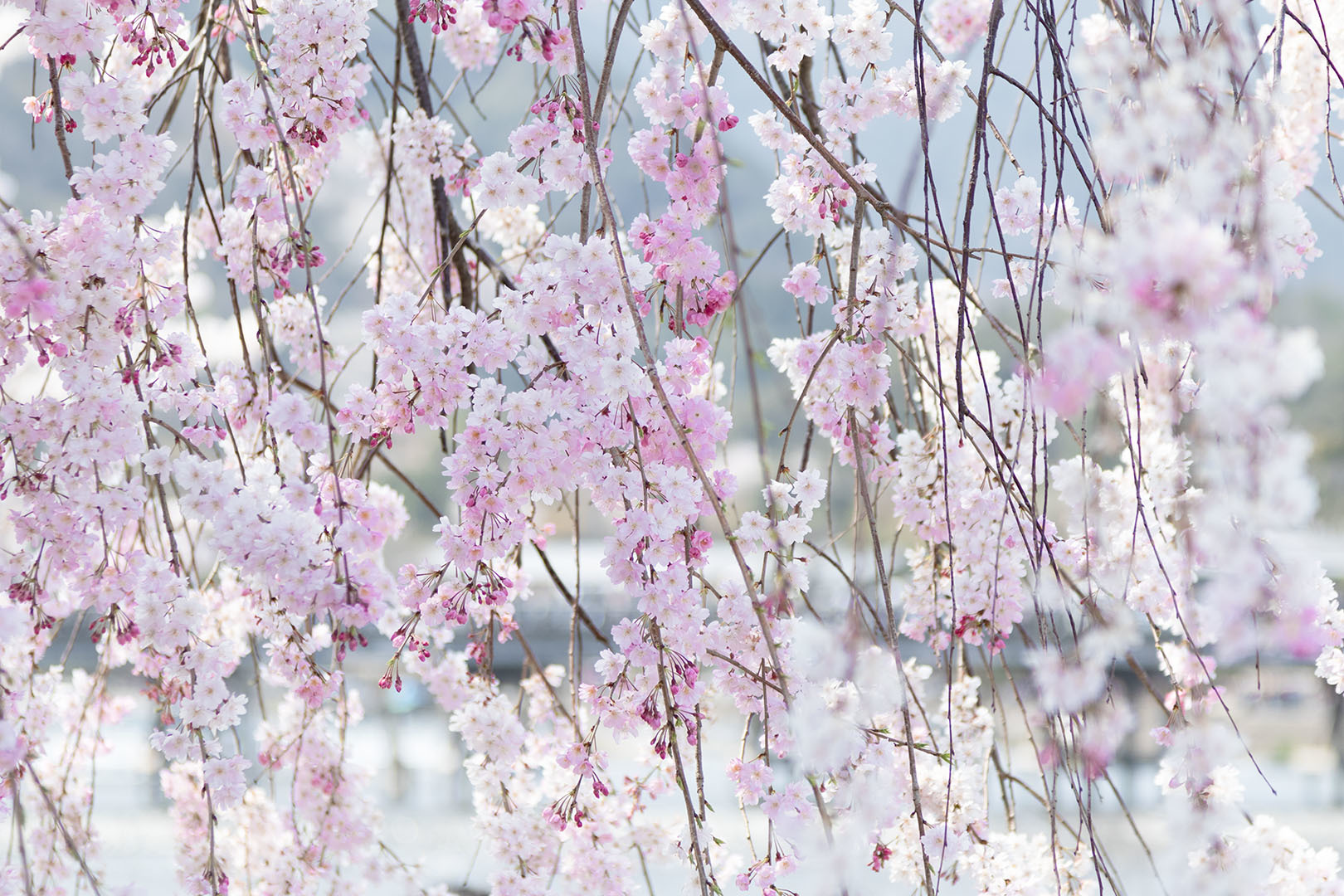 桜 嵐山_a0003166_12444555.jpg