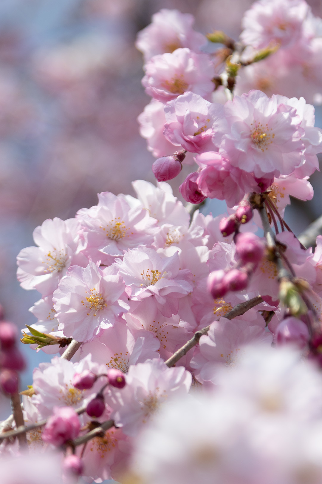 桜　アップ（嵐山）_a0003166_12461437.jpg