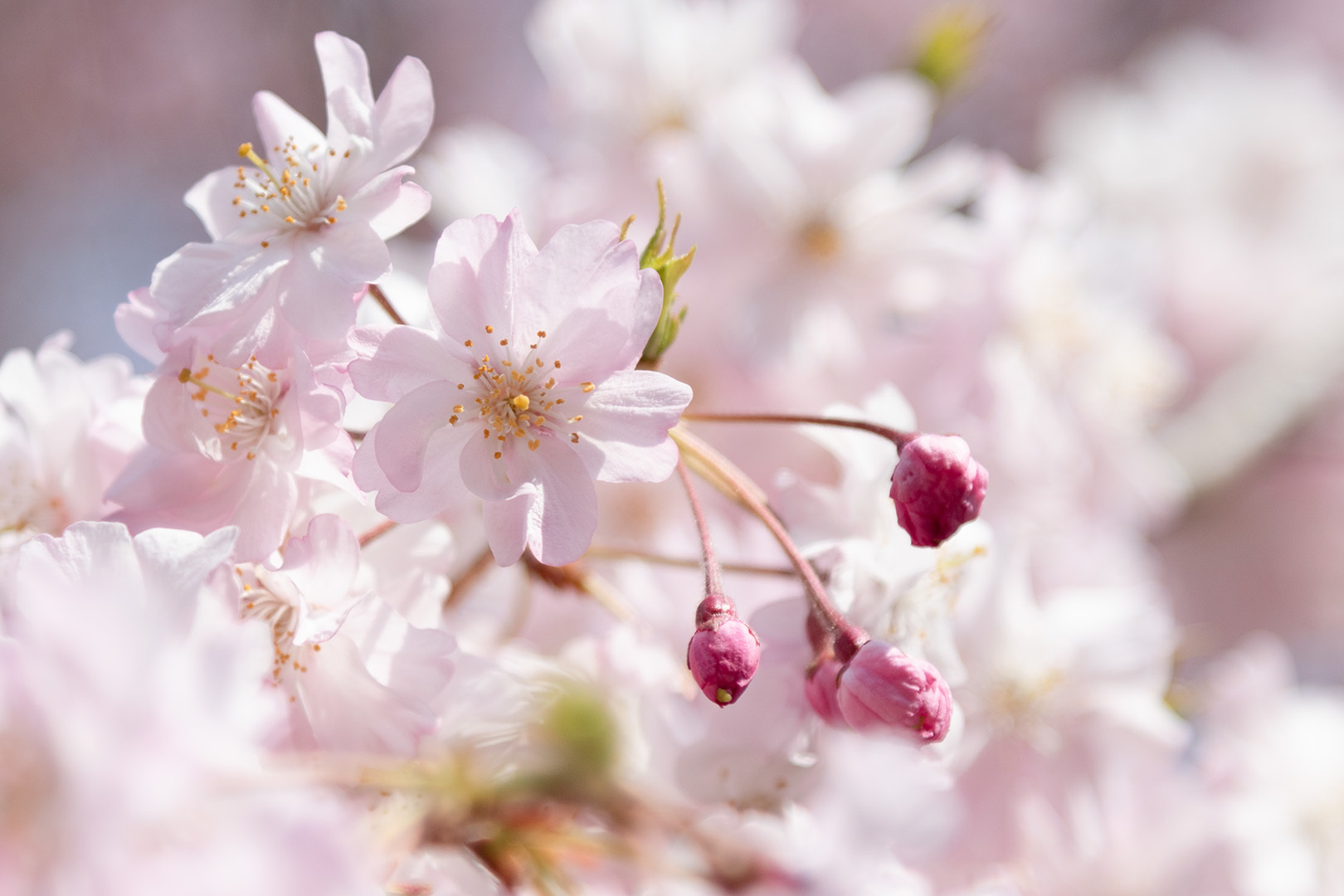 桜　アップ（嵐山）_a0003166_12461454.jpg