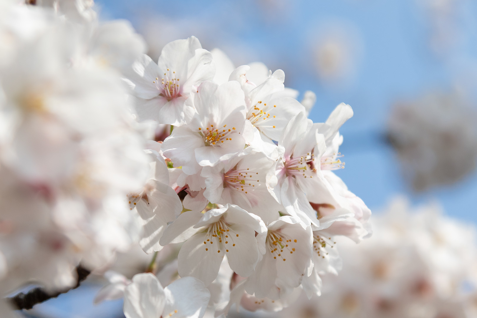桜　アップ（嵐山）_a0003166_12461483.jpg